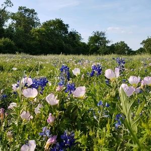 Meet your Posher, Lily